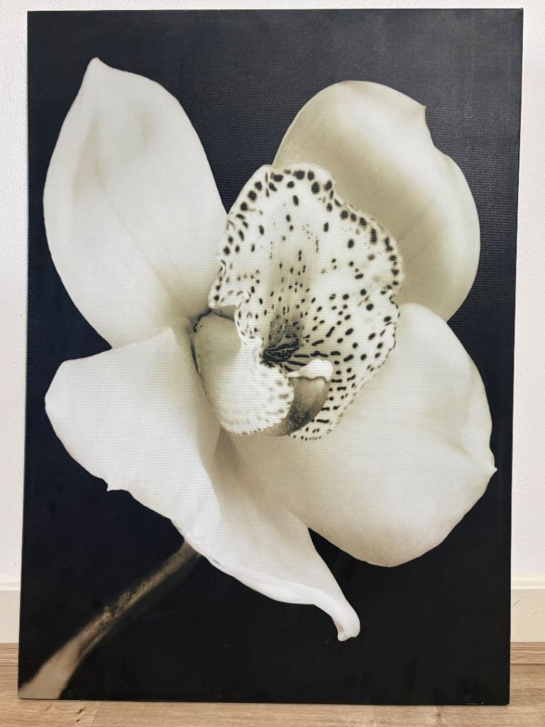 Large White Orchid Canvas Wall Art | Black Background Flower Print