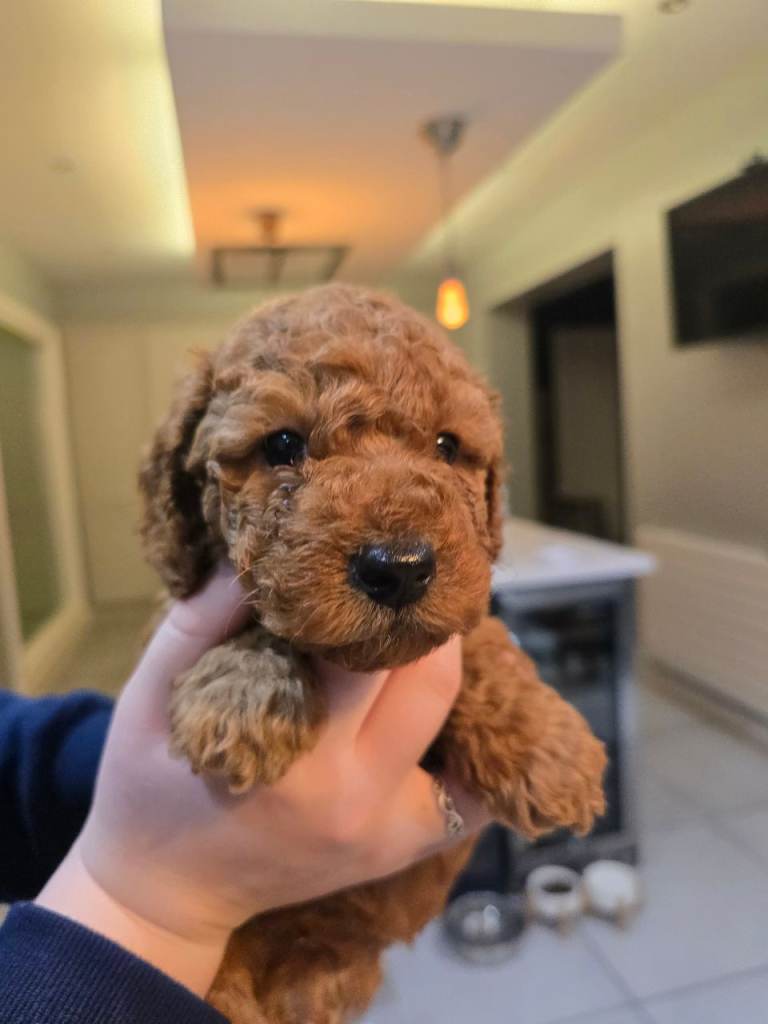 Beautiful FOX RED F1B Cockapoo Puppies
