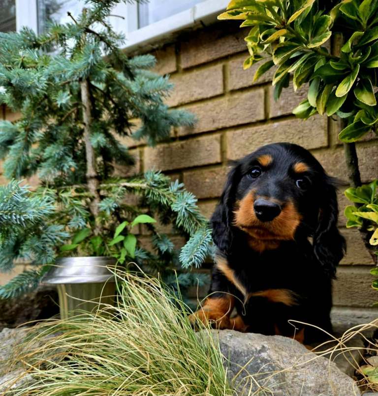 Longhaired miniature dachshunds