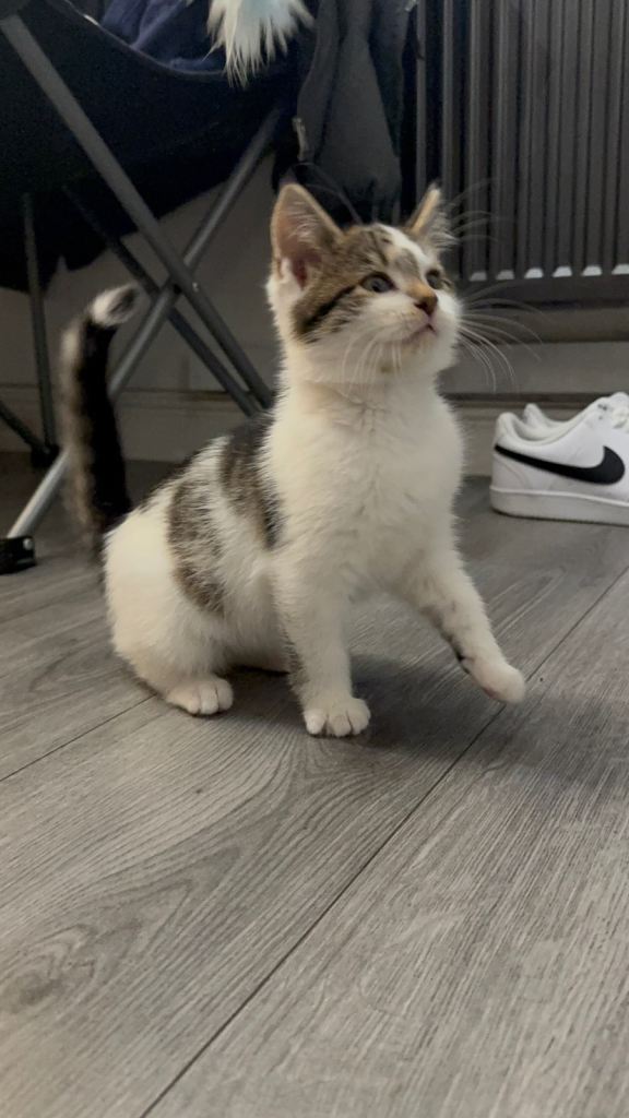 Two kittens for sale 