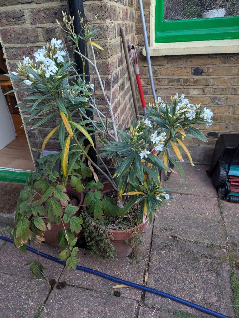 Beautiful White Oleander