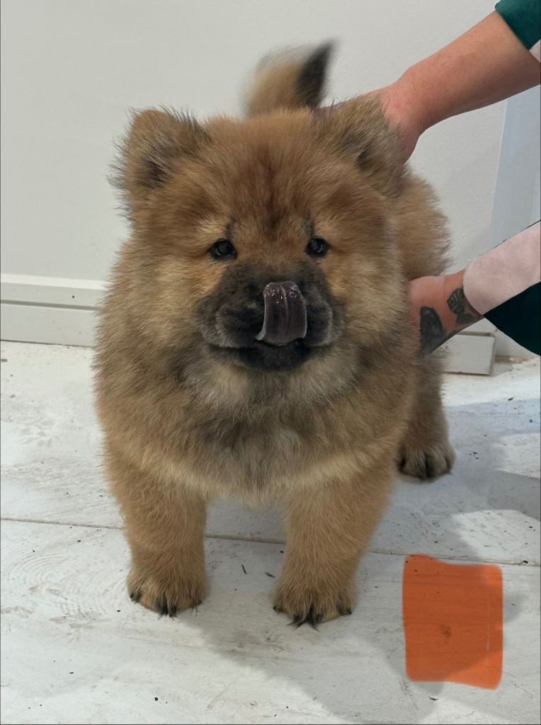 Beautiful Chow Chow Puppies – Loving Family Homes Wanted