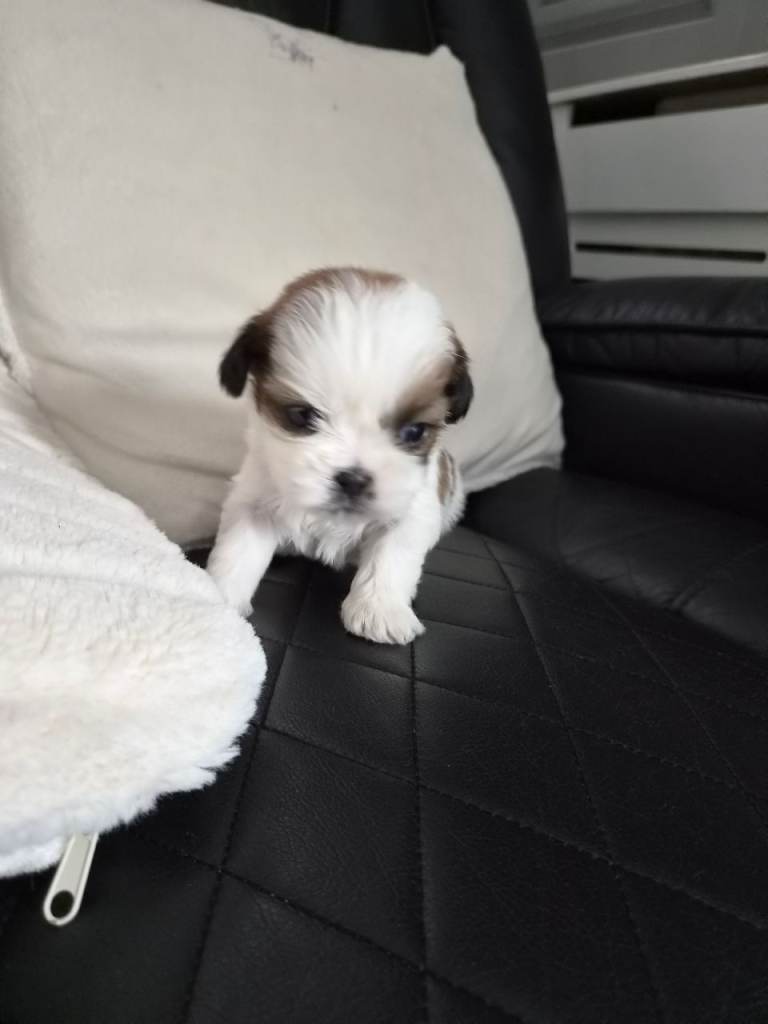 Shih tzu for sale 