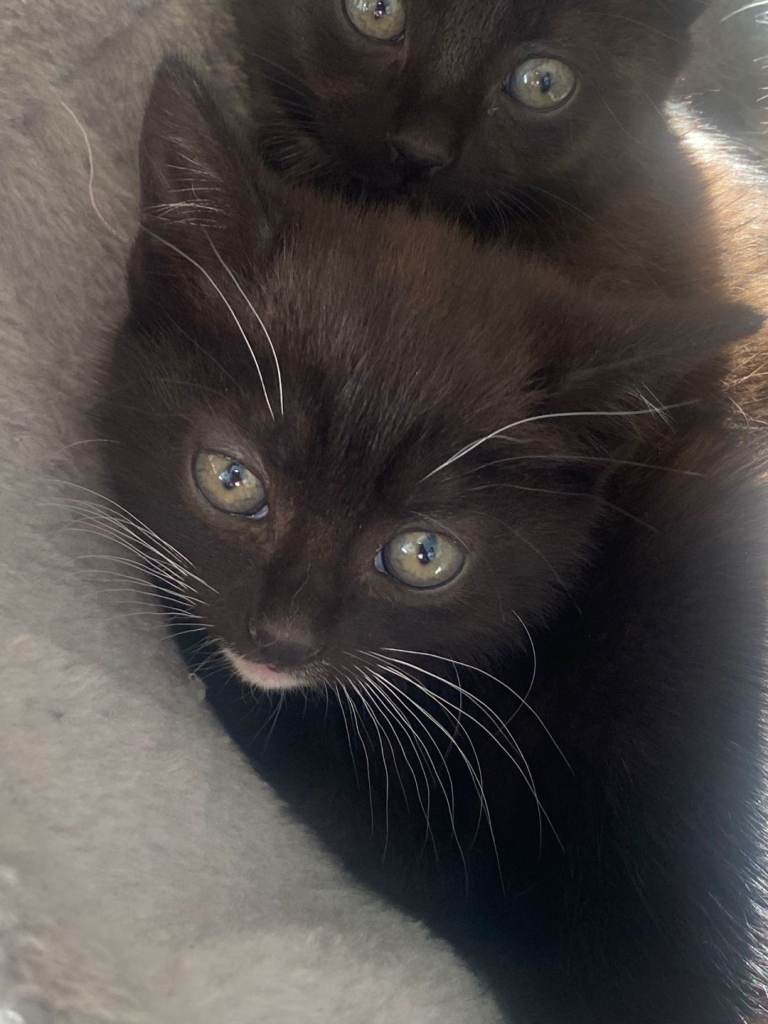 3 x beautiful male kittens ready to go