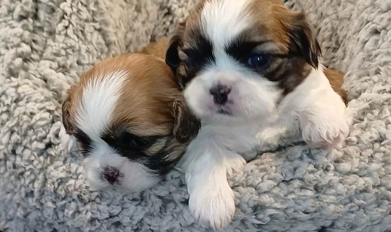 KC Reg to breed standard Shih Tzu / Shihtuz