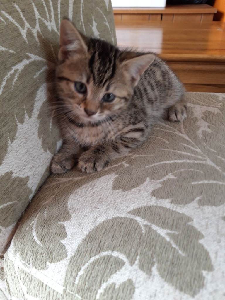 Beautiful kittens, mother Bengal/tabby ctoss.