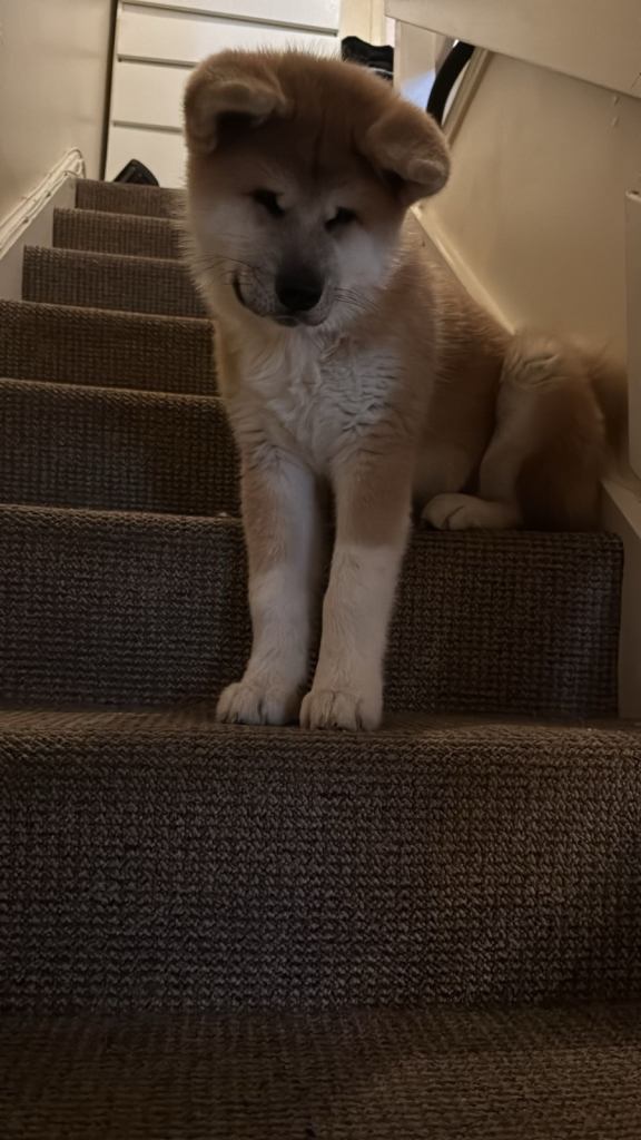 Akita female puppy