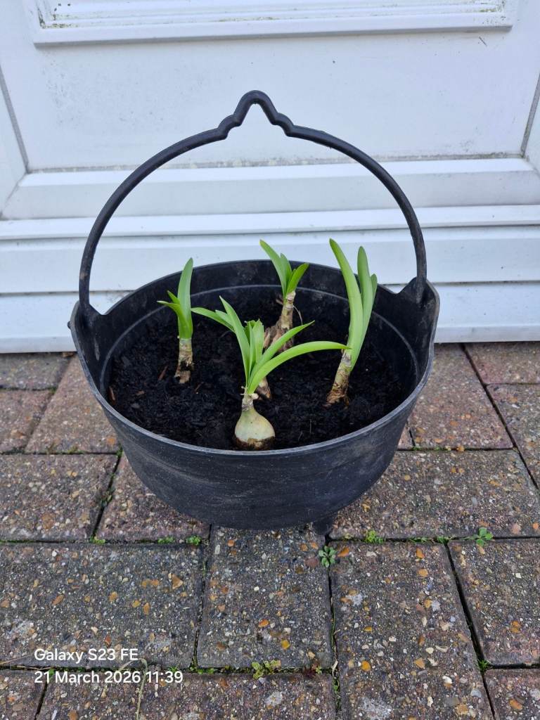 Black Plastic Cauldron With 5 Nerine Bulbs