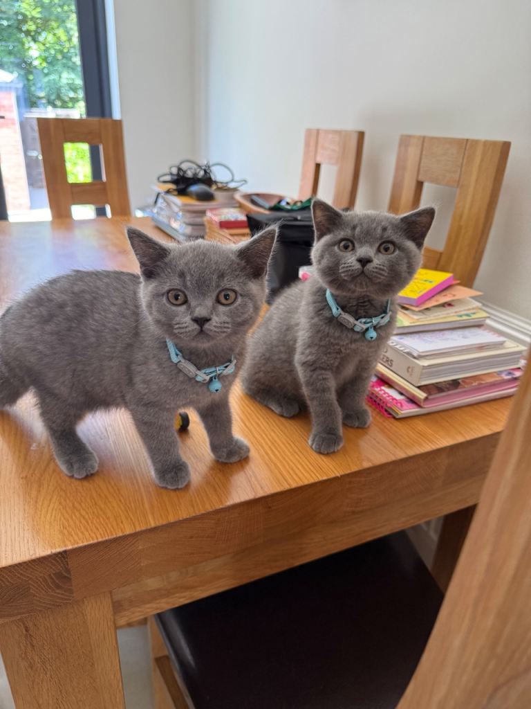 Kittens 