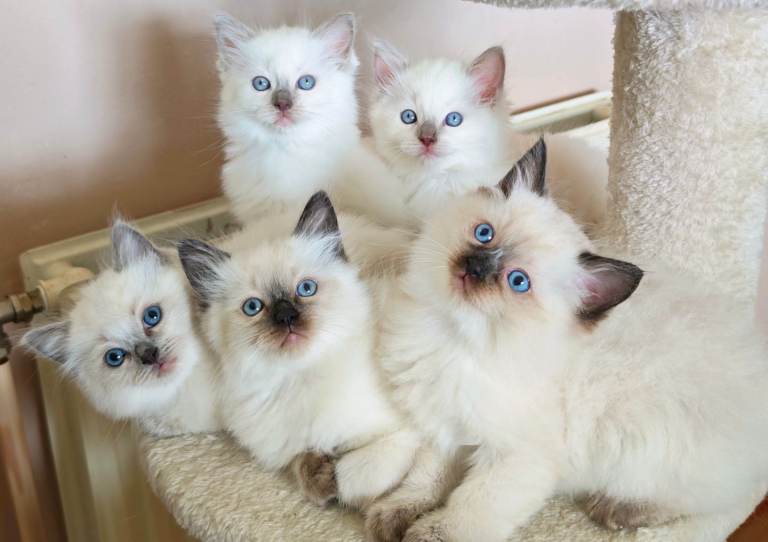 Purebred Ragdoll Kittens 