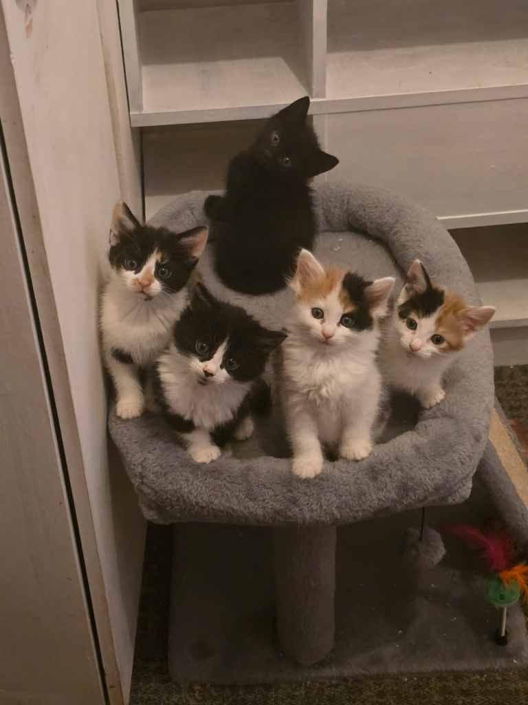 Kittens 