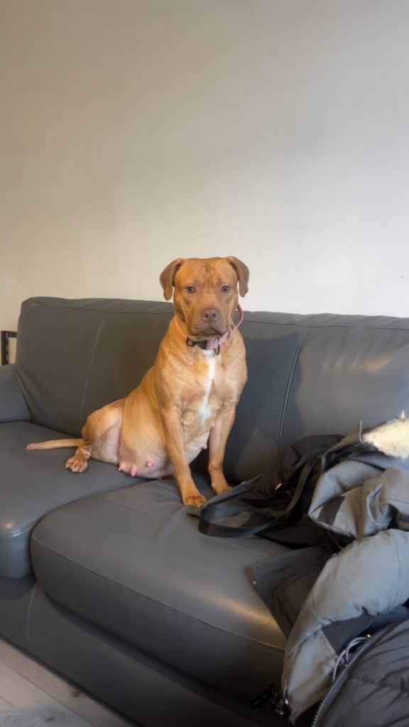 American bully Staffies 