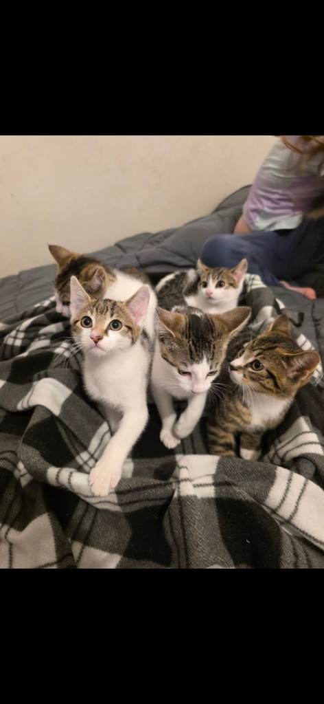 5 little babies ready for new homes. 