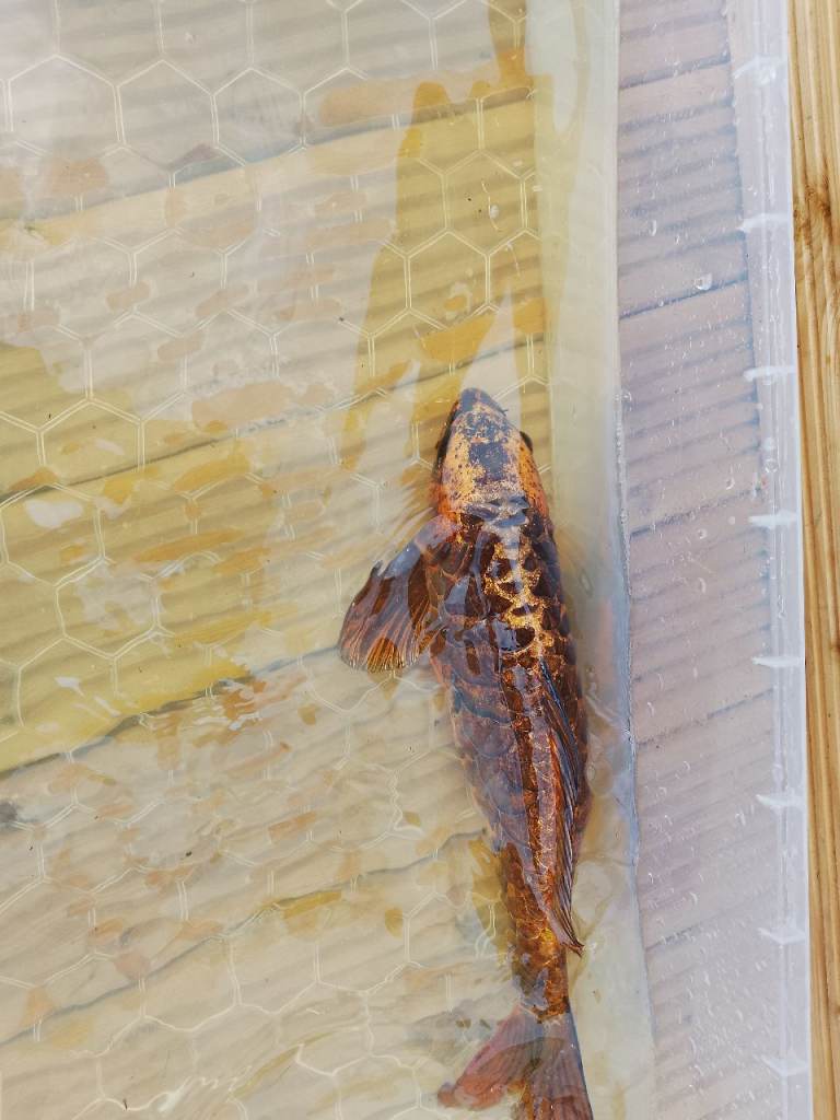 Large koi for sale 