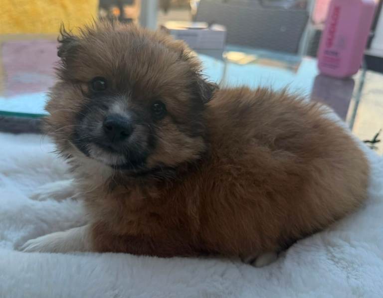 Pomeranian puppies forsale
