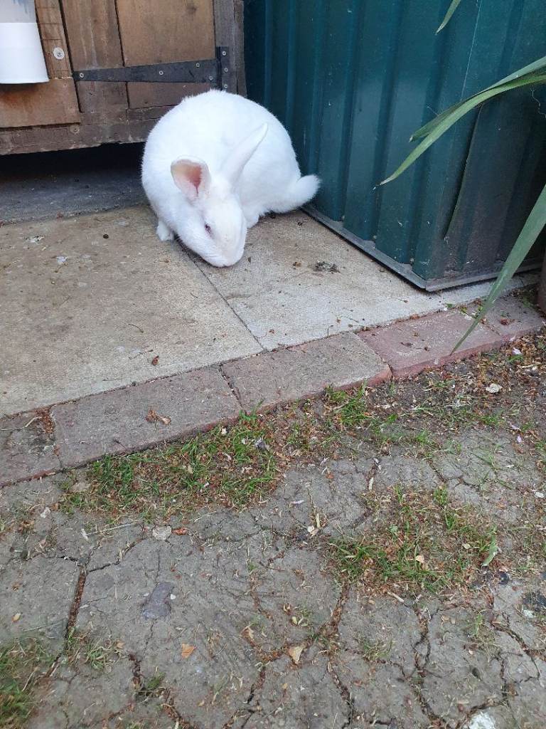 Bunny