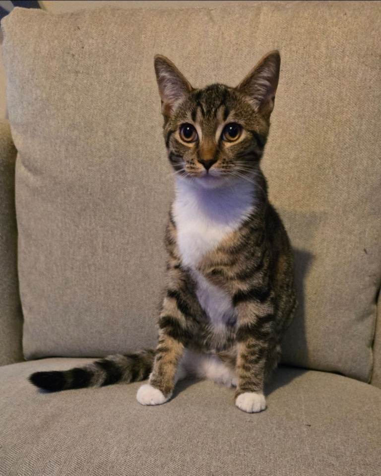 Male cat 