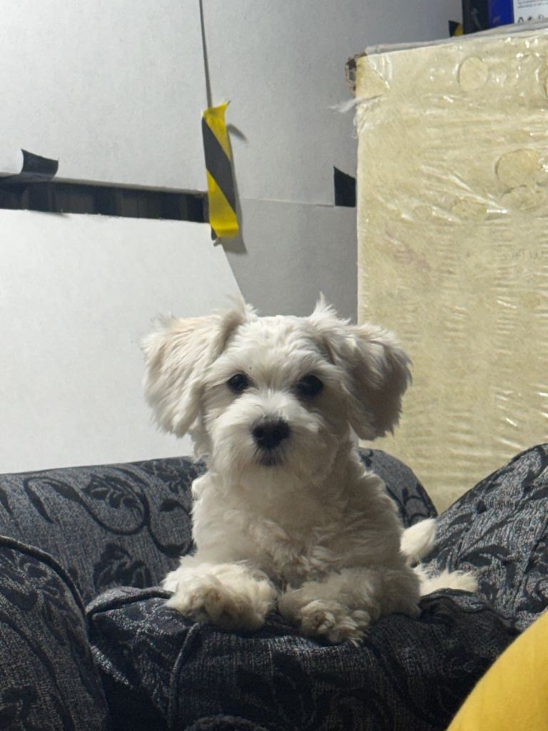 Maltese puppy for sale 