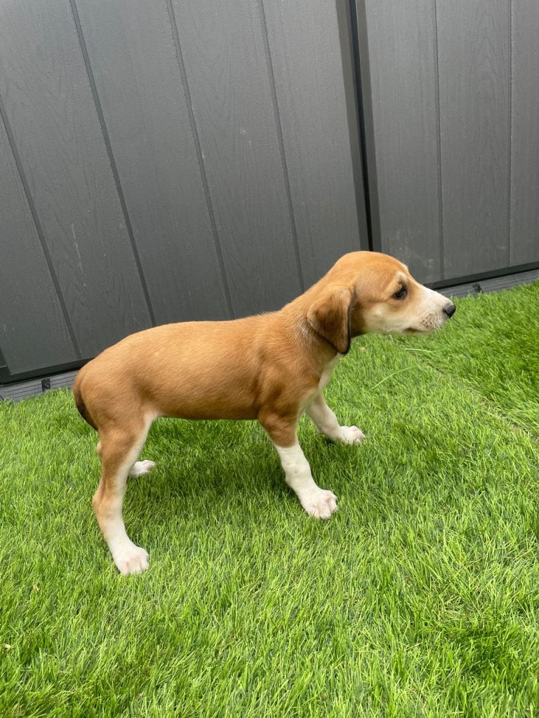 Saluki x greyhound 