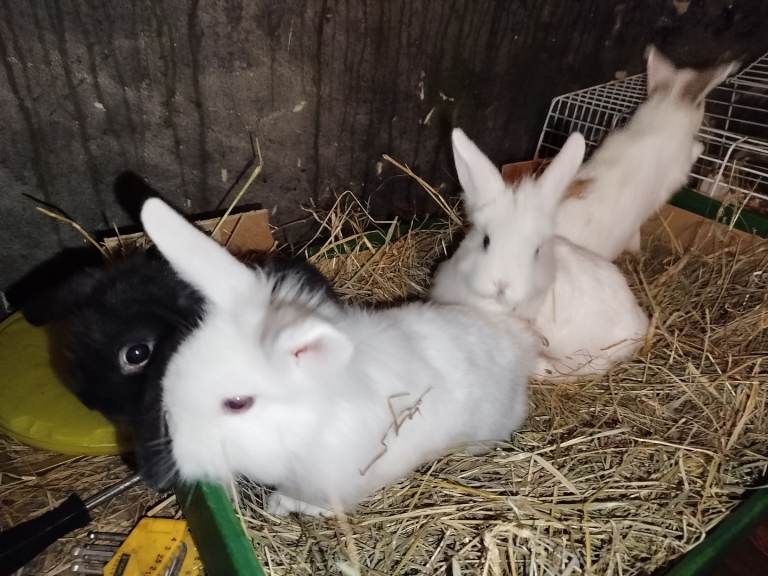Baby rabbits 