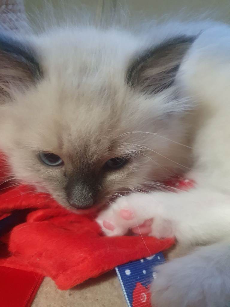 Ragdoll kittens