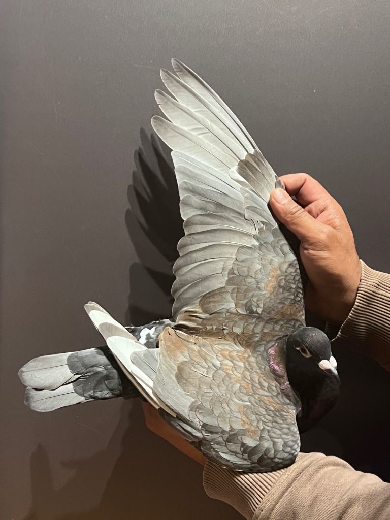 Colour Racing Pigeon 