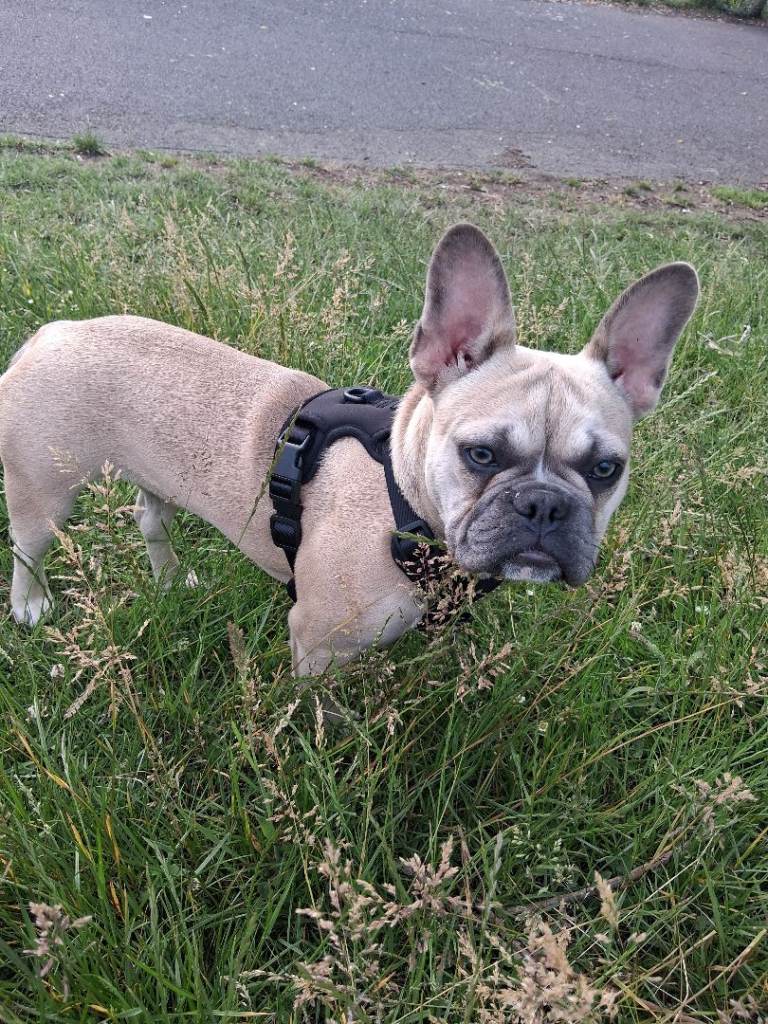 Puppy for sale 
