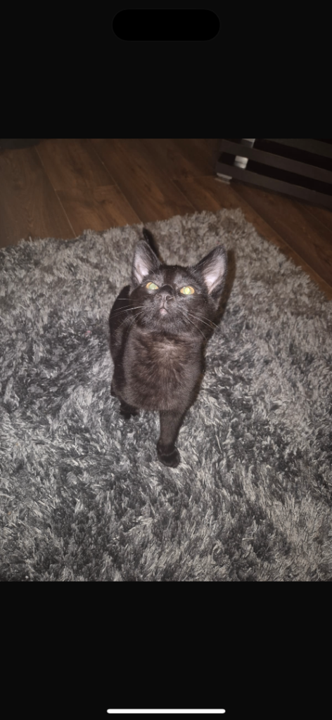  kitten NEED GONE IM MOVING !