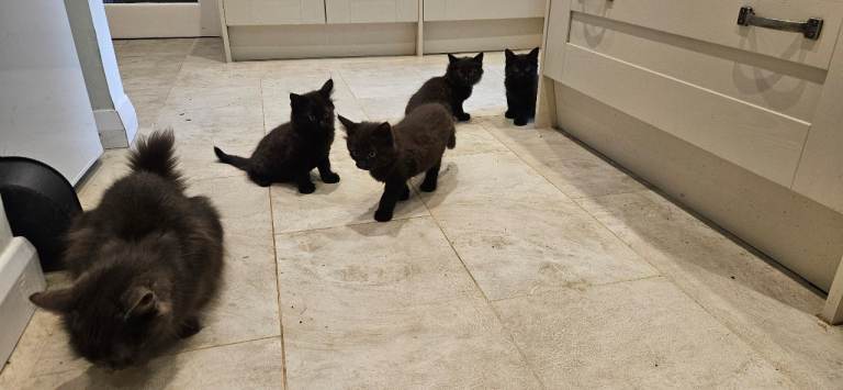 Kittens for sale 