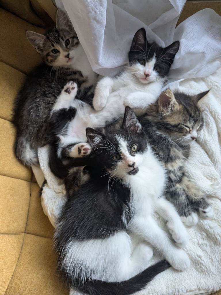 Maine Coon Cross Kittens 