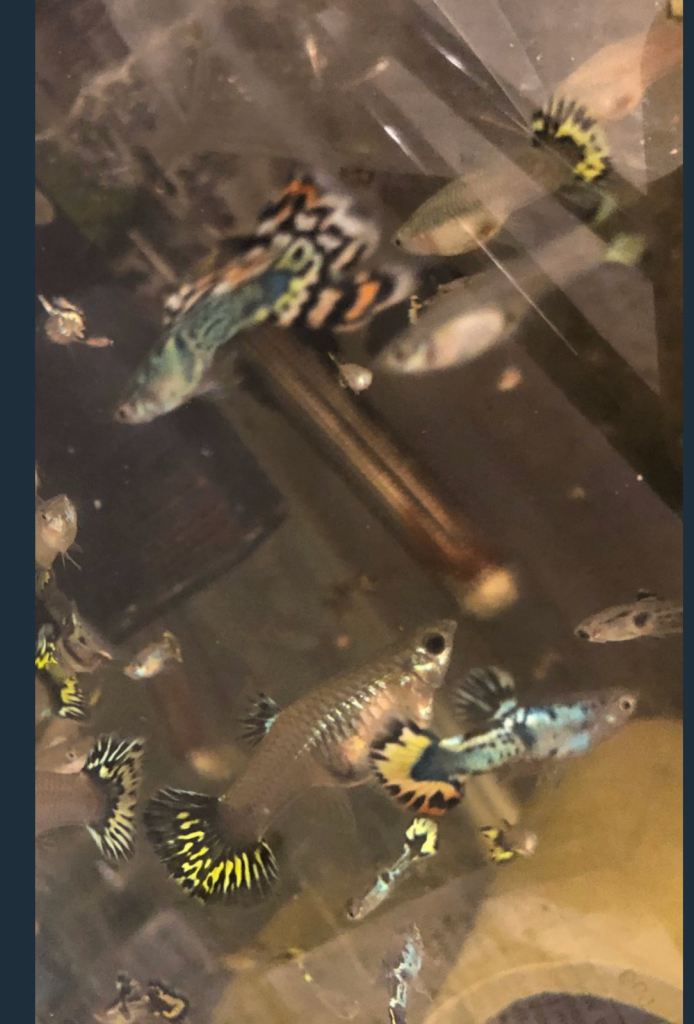 Guppies, Platys, swordtails, Edlers, plants, snails