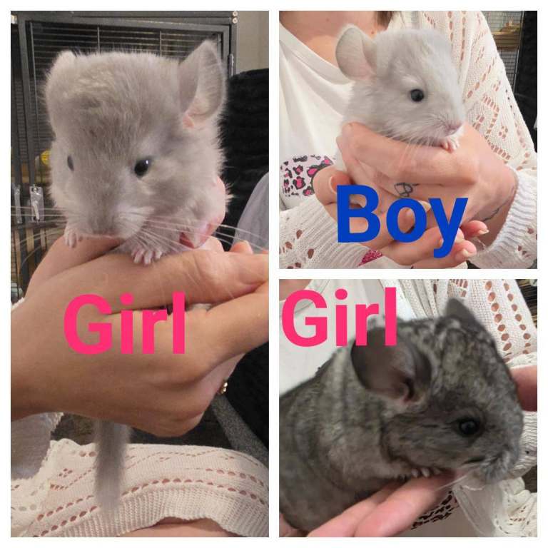 Chinchilla kits 2 girls 1 boy