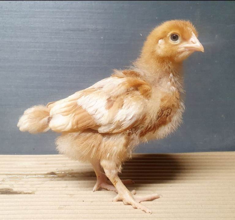 Chickens / hens for sale