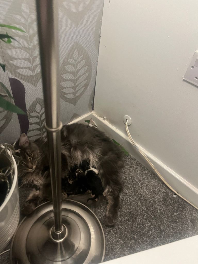 Maine coon x Ragdoll breed kittens for sale