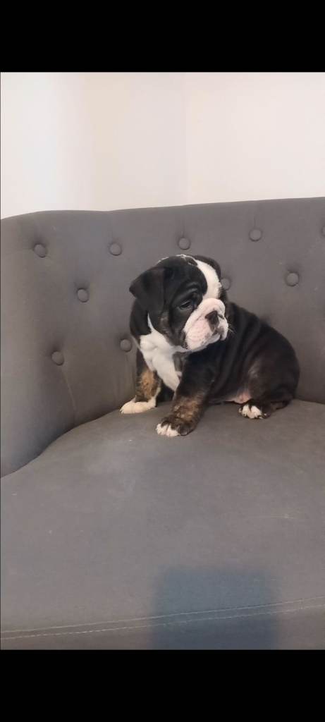 English bulldog puppies