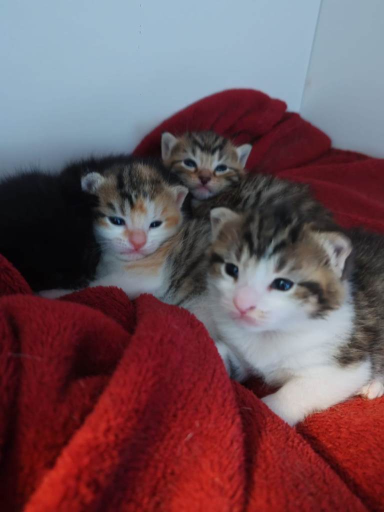 4 kittens for sale 3 male and 1 female