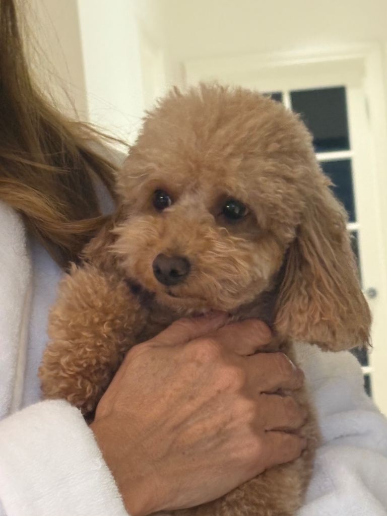 APRICOT TOY POODLE