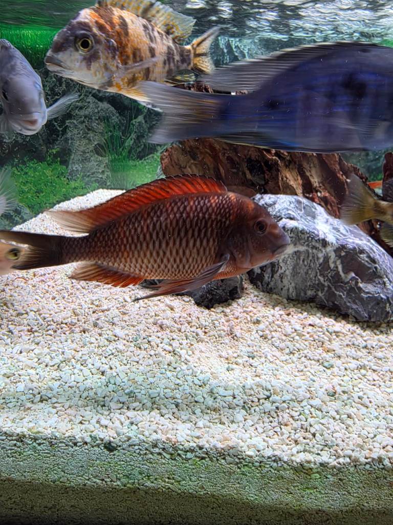 trophues cichlid