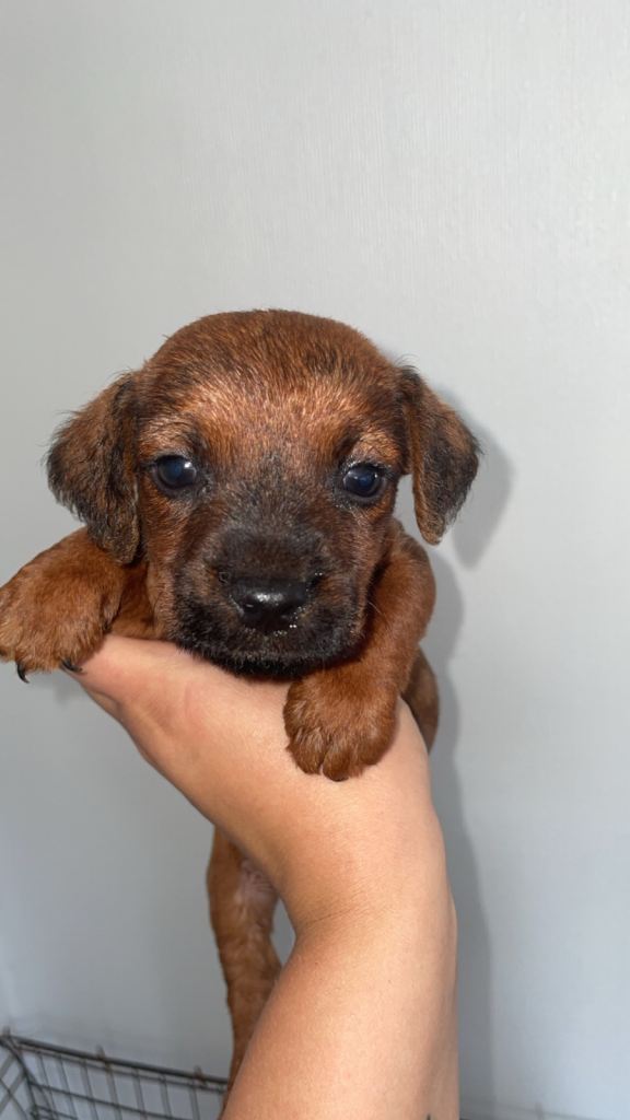 Patterjack puppy 