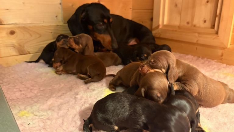 Miniature Dachshund puppies for sale 