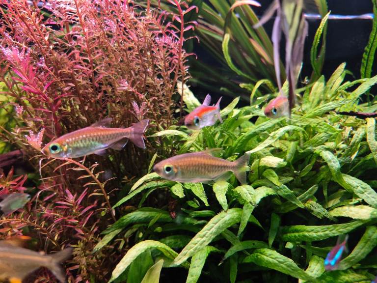 For Sale: 4 X Congo Tetras 1 X Femal German Blue Ram Cichlid
