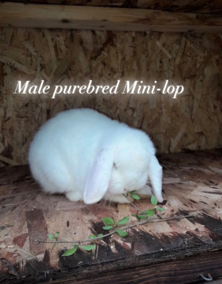 Friendly Purebred Male Mini Lop Rabbit-8 months old