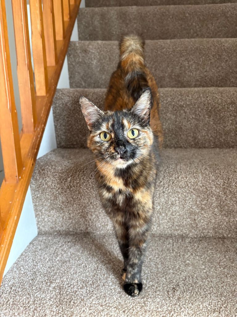 21 month old cat 