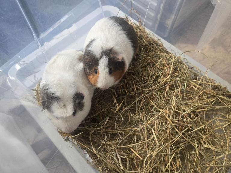 2 bonded males for sale 