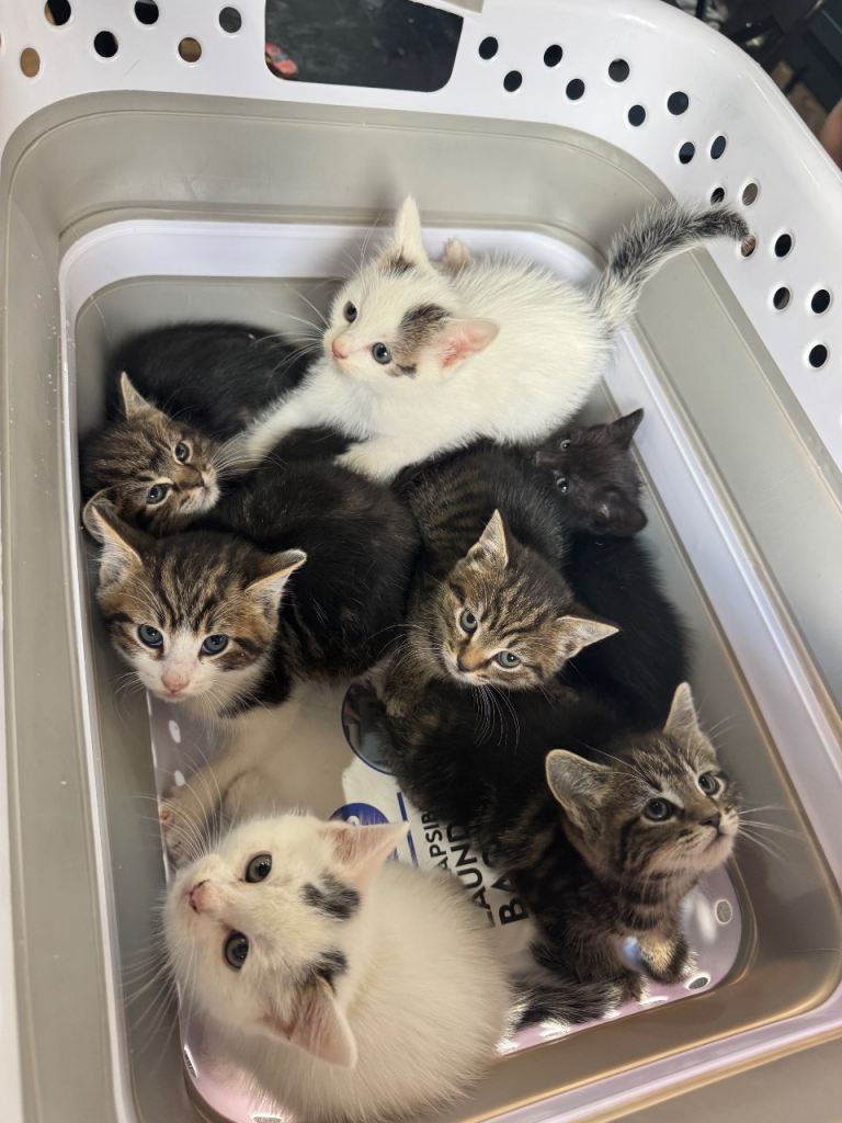 5 LEFT - KITTENS 