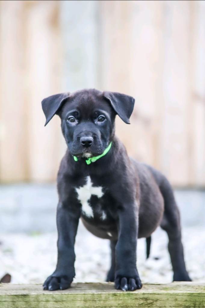 10week old, Final Boy ready to leave - Mix Breed, Husky/Corso X Akita/Staff,
