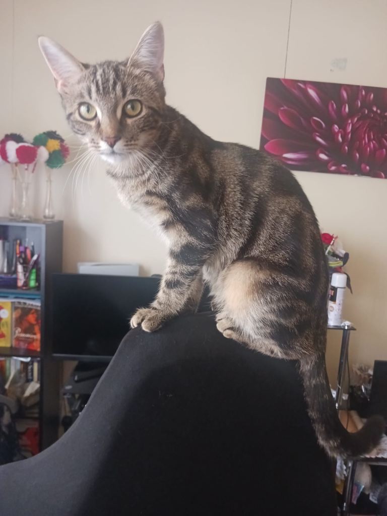 Sweet Playful 7-Month-Old Cat Seeking Forever Home 🐾