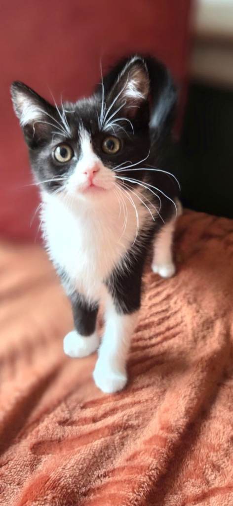 Beautiful and Friendly Kittens Readyfor their homesns Ready 