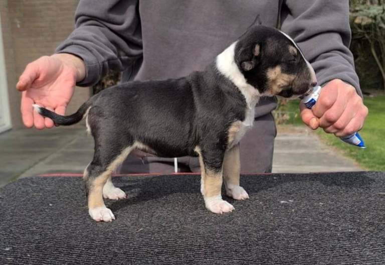 English bully puppies 