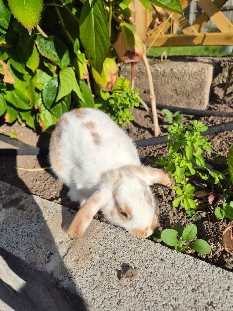 Baby rabbits